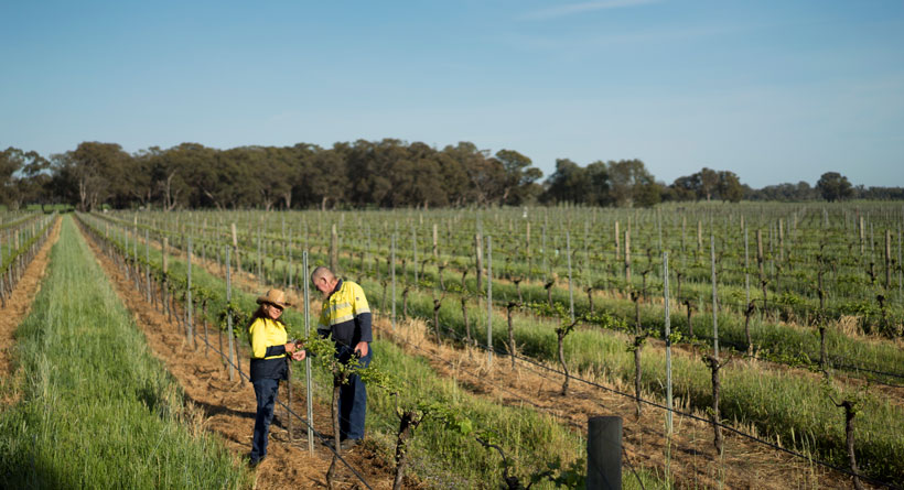 Stanton and Killeen Vineyards